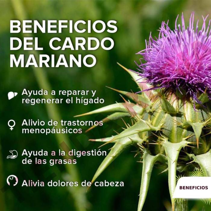 beneficios del cardo mariano-De venta en Tienda Regia.