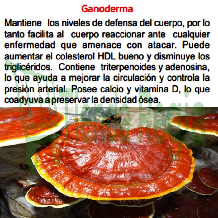 BENEFICIOS DE GANODERMA HIERBAS DE ORO-De venta en Tienda Regia.